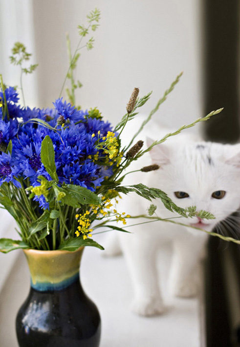 букет и кот васильки, кот