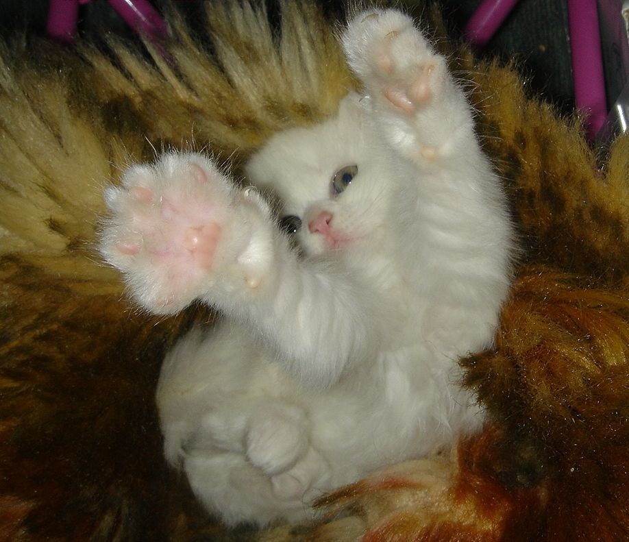 Дай-ка я тебя обойму! котята, кошка