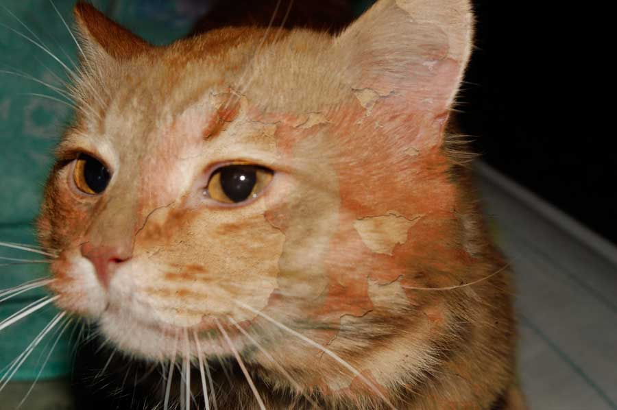 Дитя чернобыля кот