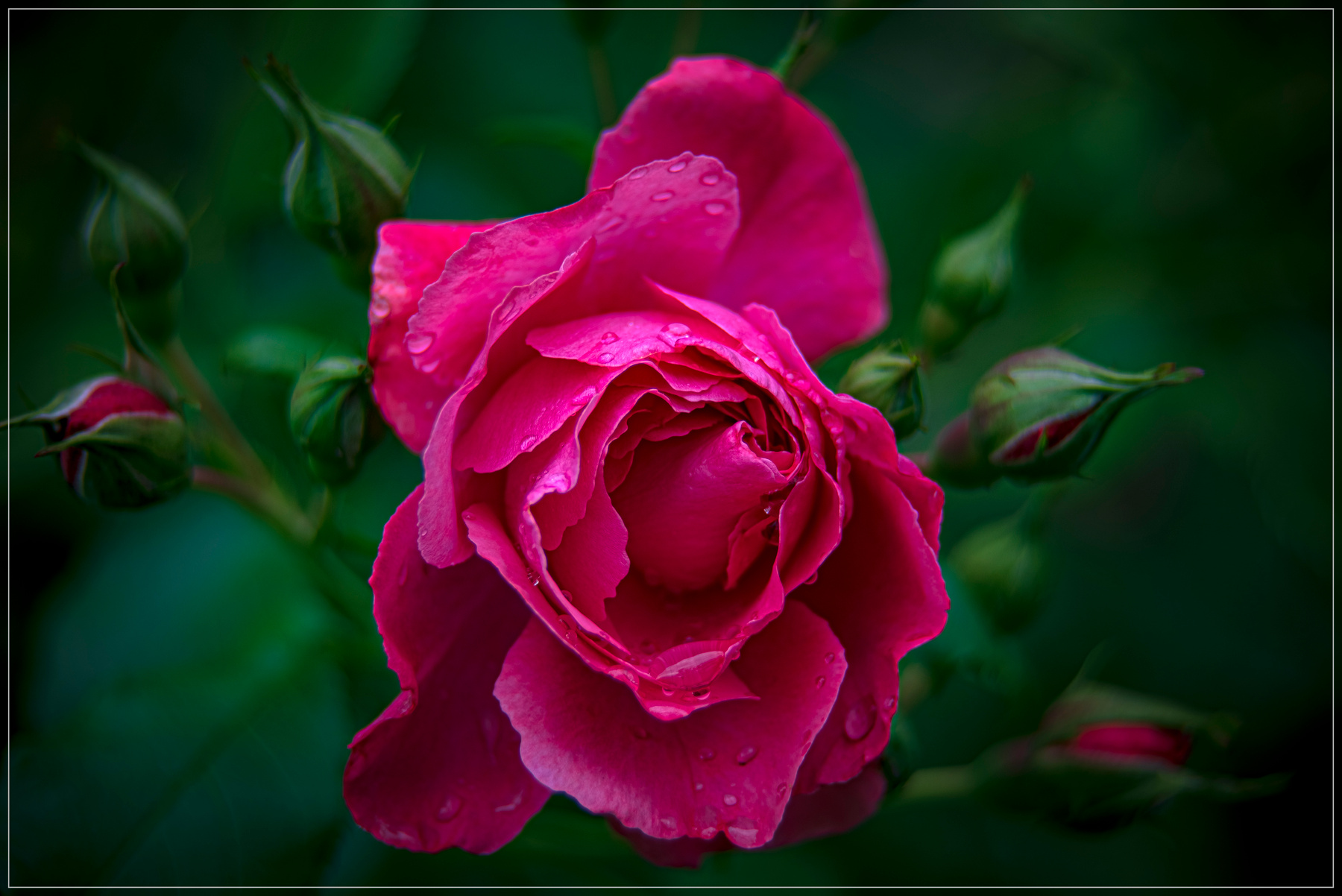 Майская роза природа цветы