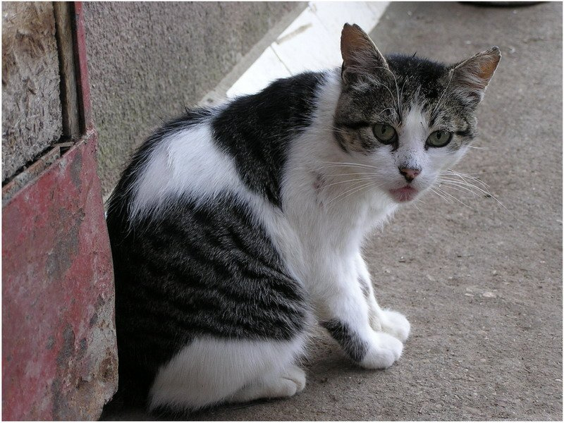 Cat in the country кошка, дача