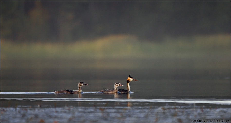 Вечерний моцион Чомга Podiceps cristatus