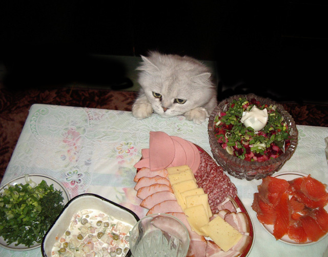 Aristocat`s breakfast. кот перс Бонян колбаса