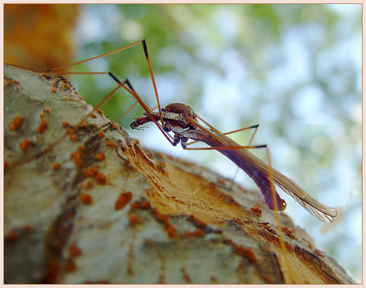 Ах, какие ножки! Долгоножка Tipulidae