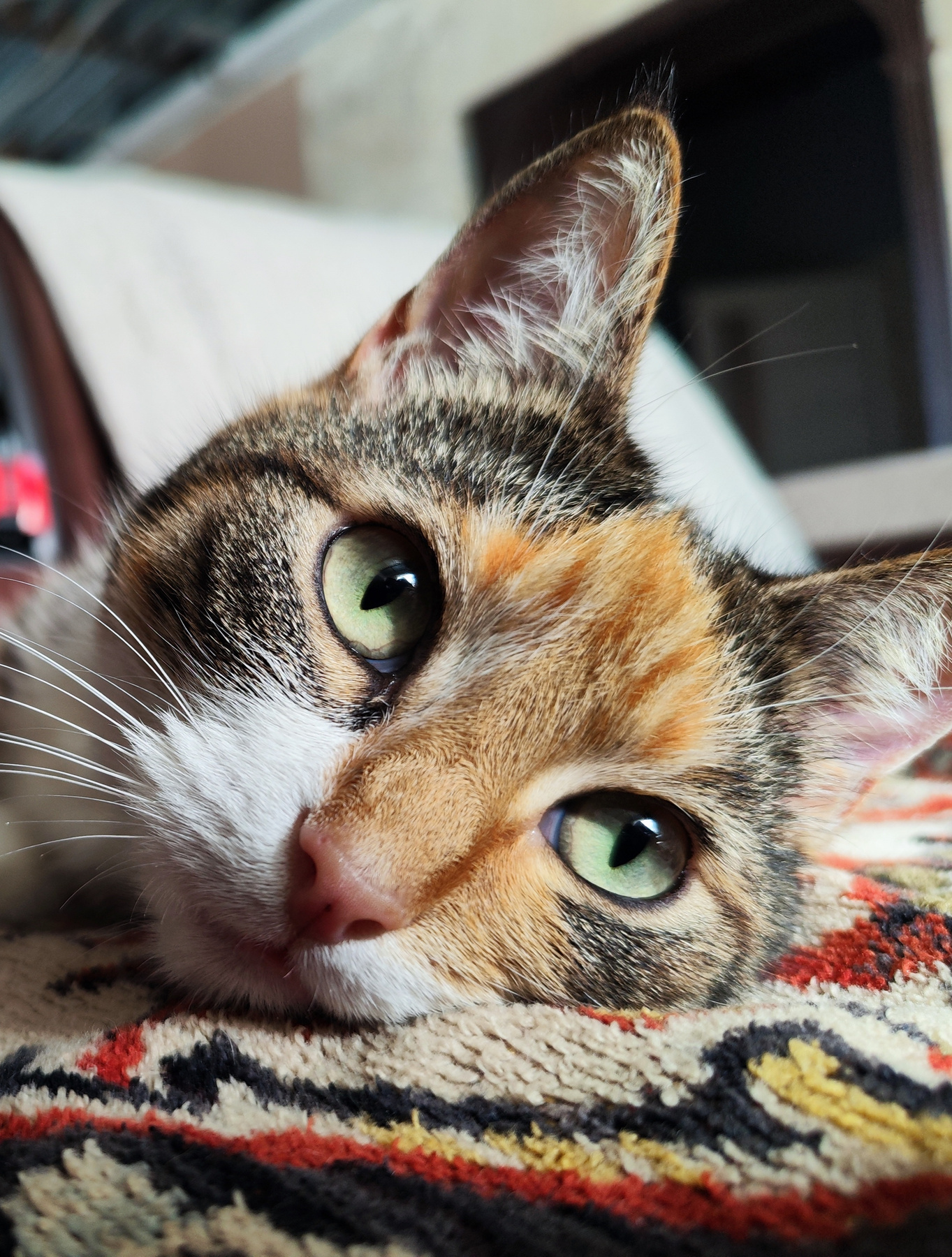 *** Кошка портрет