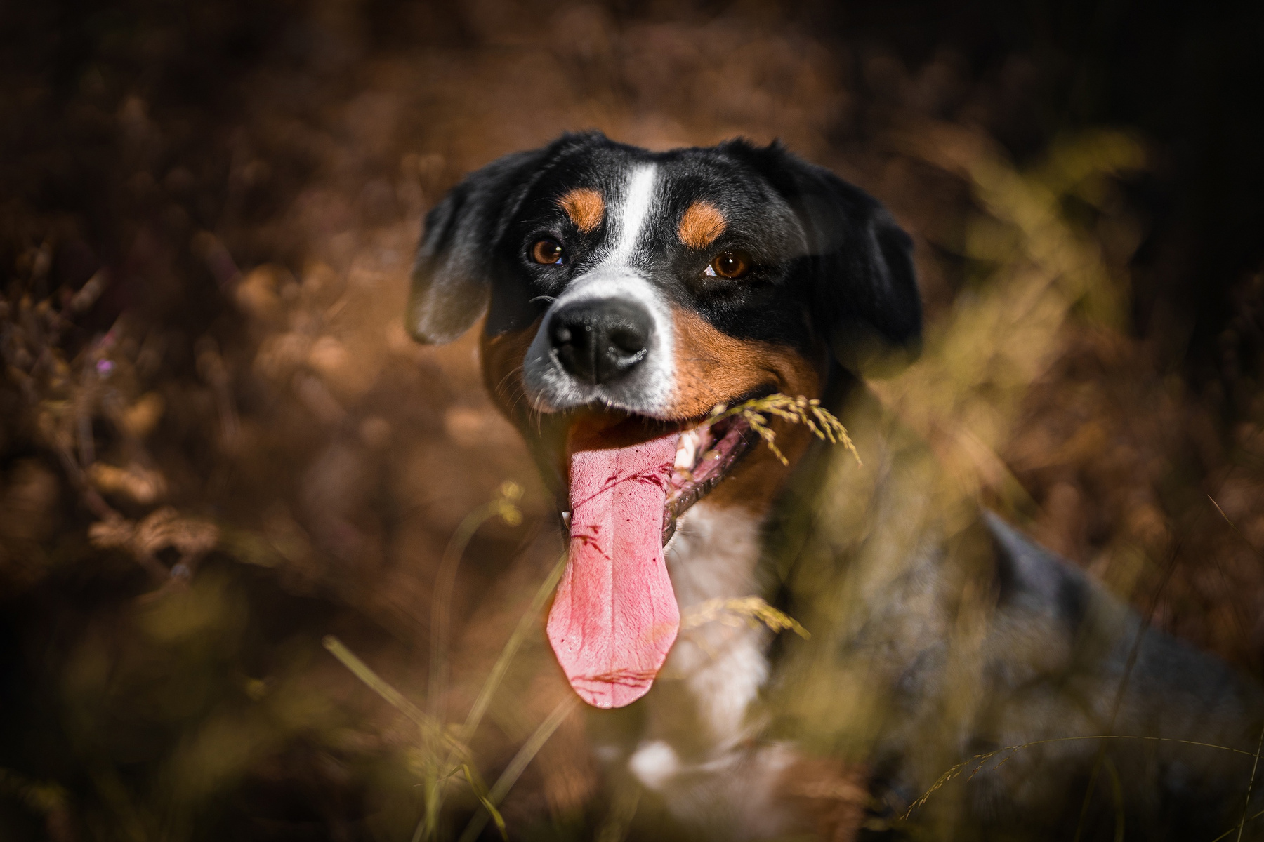Hot summer. Satoshi (FRESH ENERGY) dog Entlebucher Sennenhund Satoshi FRESH ENERGY