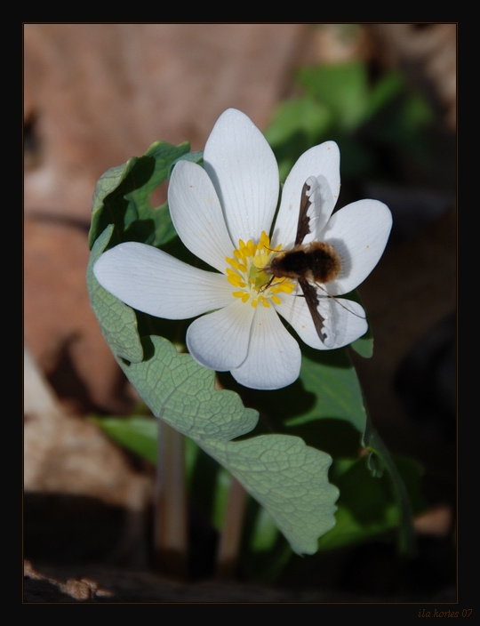 Bloodroot пчела цветок bloodroot
