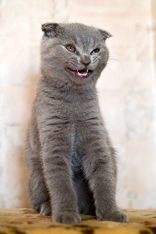 котик жжот котенок вислоухий