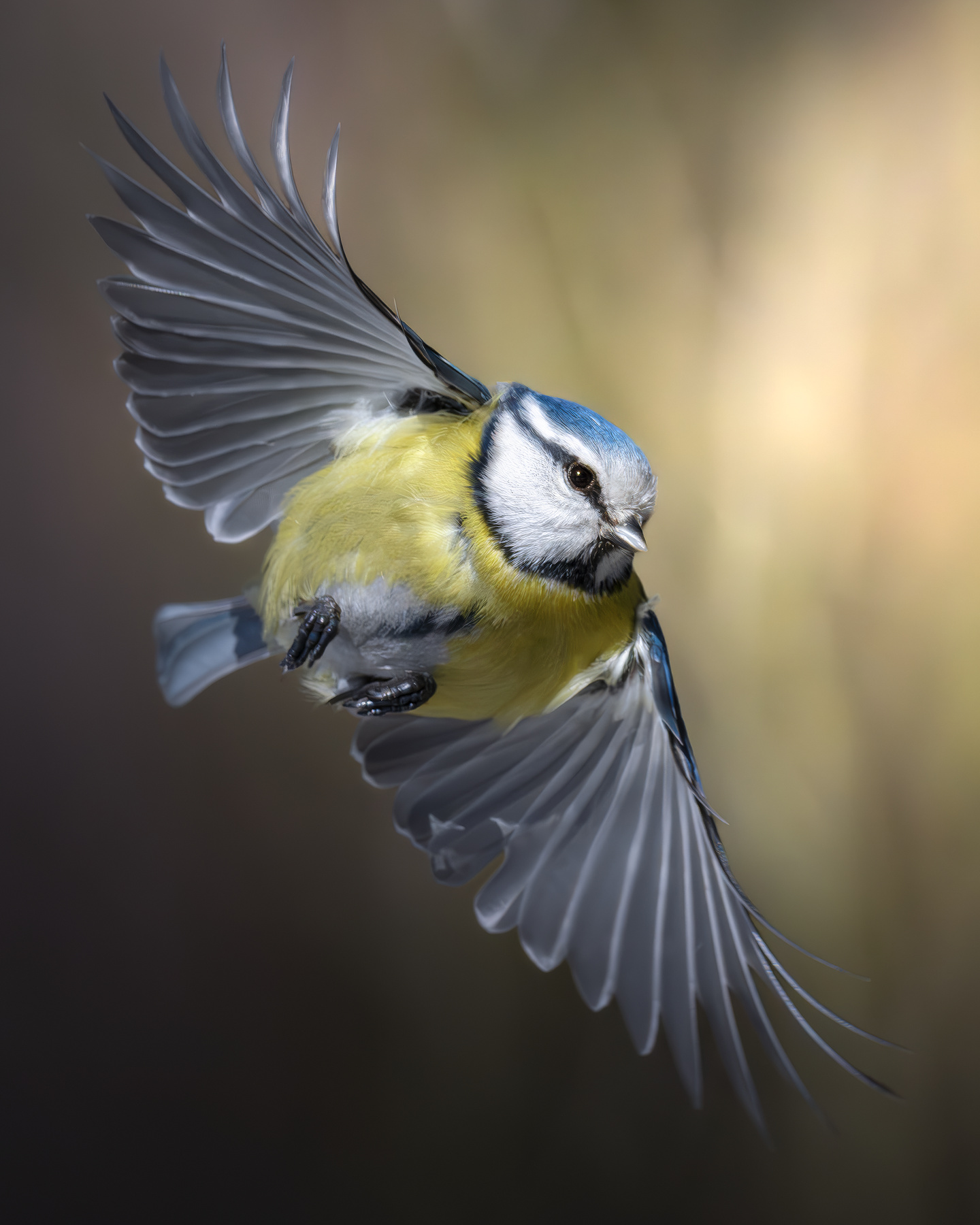 Обыкновенная лазоревка (Cyanistes caeruleus) 