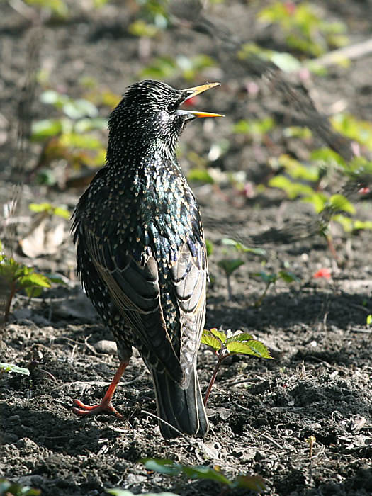 Ground&bird скворец, птица, весна