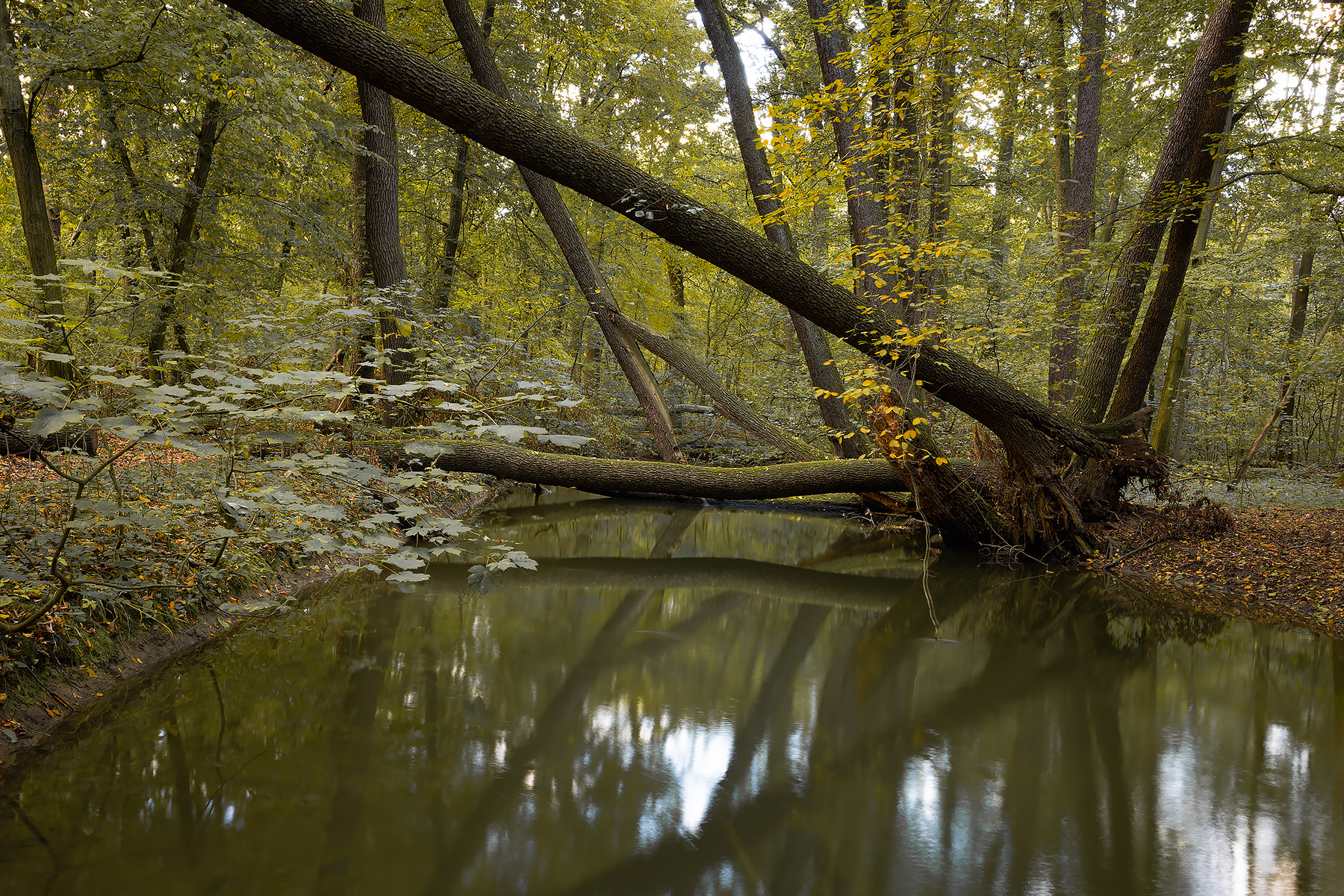 Autumn 