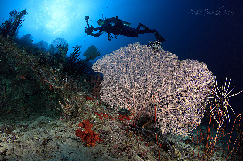 over sea fans of Kuda Rah Thila sea fan Kuda Rah Thila Maldives Мальдивы веер морской  diver дайвер