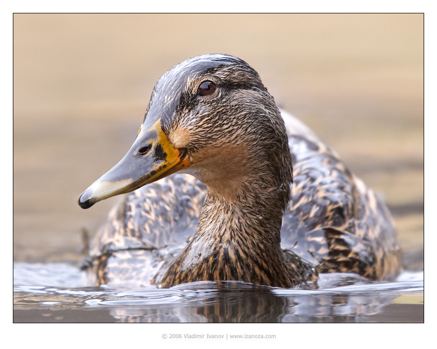 Мадам Партизан зима утка мадам партизан женщинка mallard