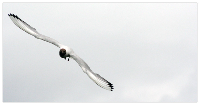 .bird. bird, карелия, чайка