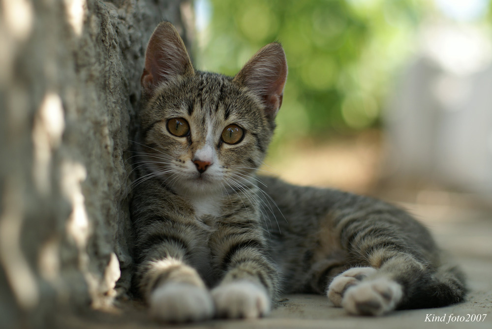 Мафипуфик котята, котёнок
