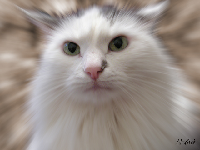 Кот Кеша кот Кеша