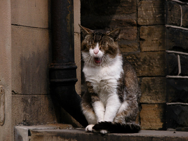 Kot cat