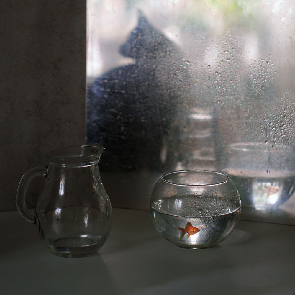 Goldfish... 