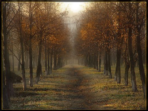 осенняя аллея вечером вечер аллея парк