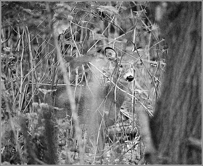 camouflage deer в кустах