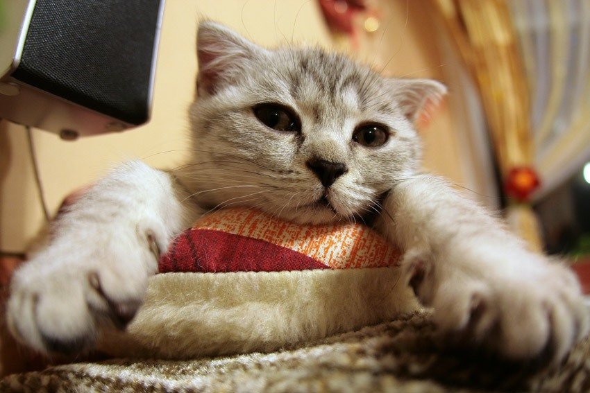 Пацан у нас растет:))) кот котенок отдых