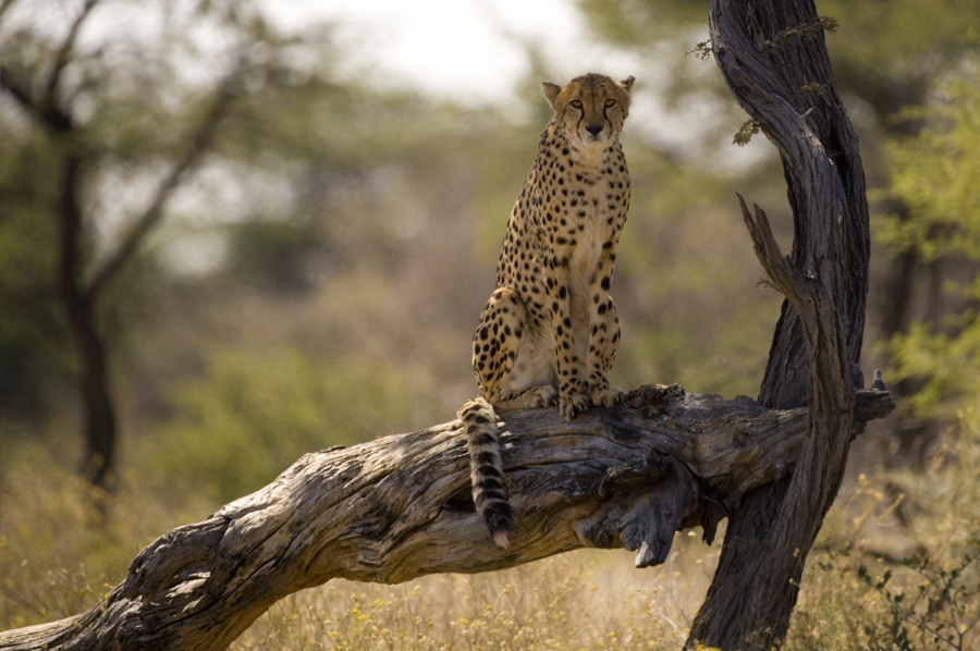 cheetah гепард Африка cheetah