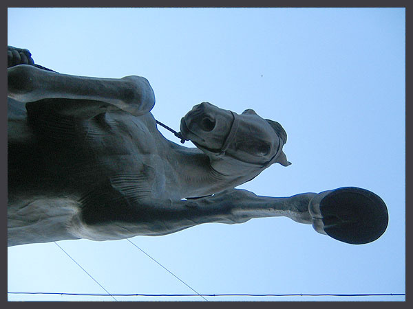 horse 