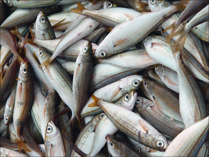 Улов рыбака рыба море