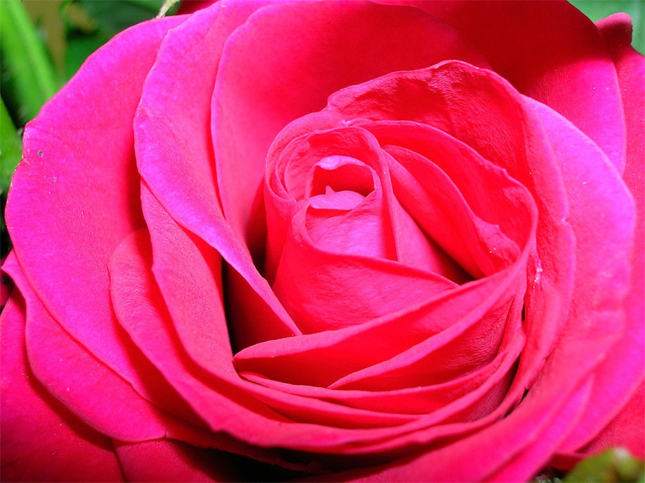 RоZZа раза цветок макро