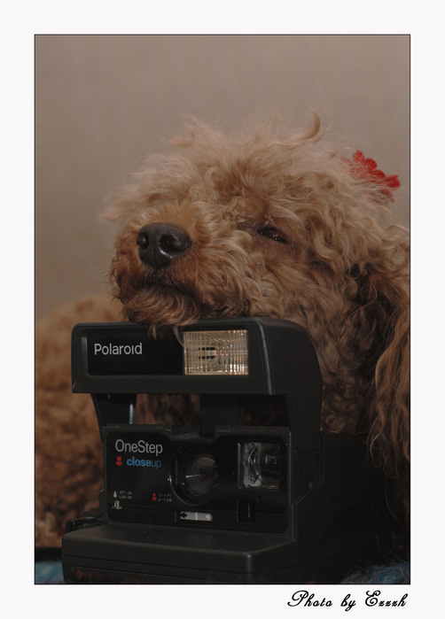 Трудные будни фотографа фотоаппарат собака