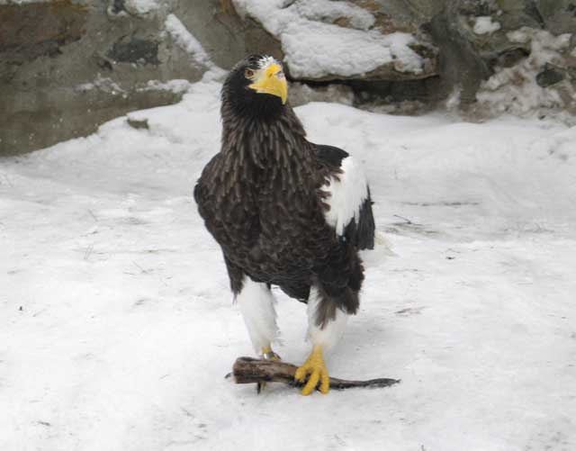 орлан/eagle орлан