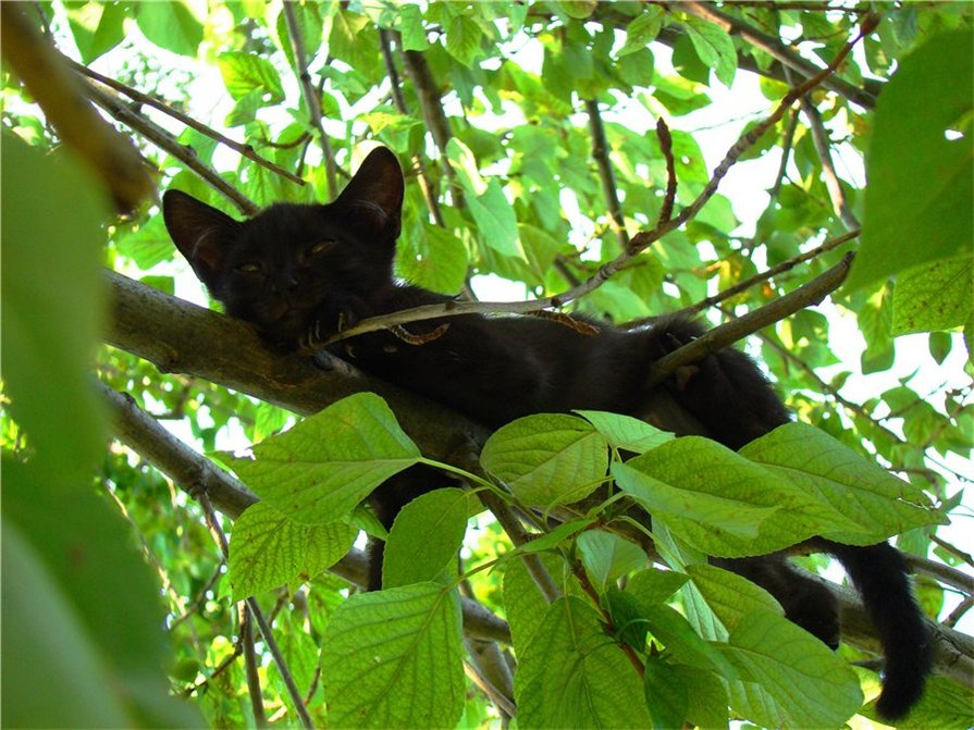 Маленькая пантера котёнок, тополь