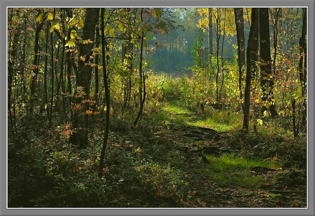 Бабье лето Бабье лето осень