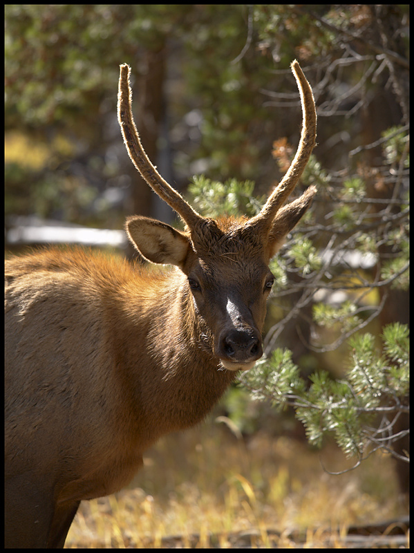 ОЛЕНЬ ЧЕРНОХВОСТЫЙ. Odocoileus hemionus олень deer