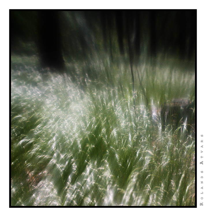 Miracle in forest forest