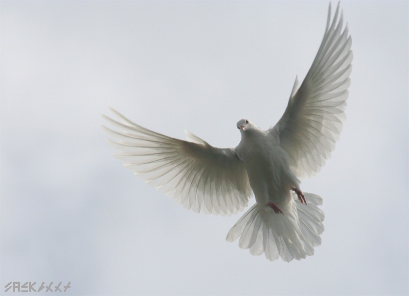 The white dove second edition The white dove белый голубь полёт небо красота любовь и голуби axez second второй