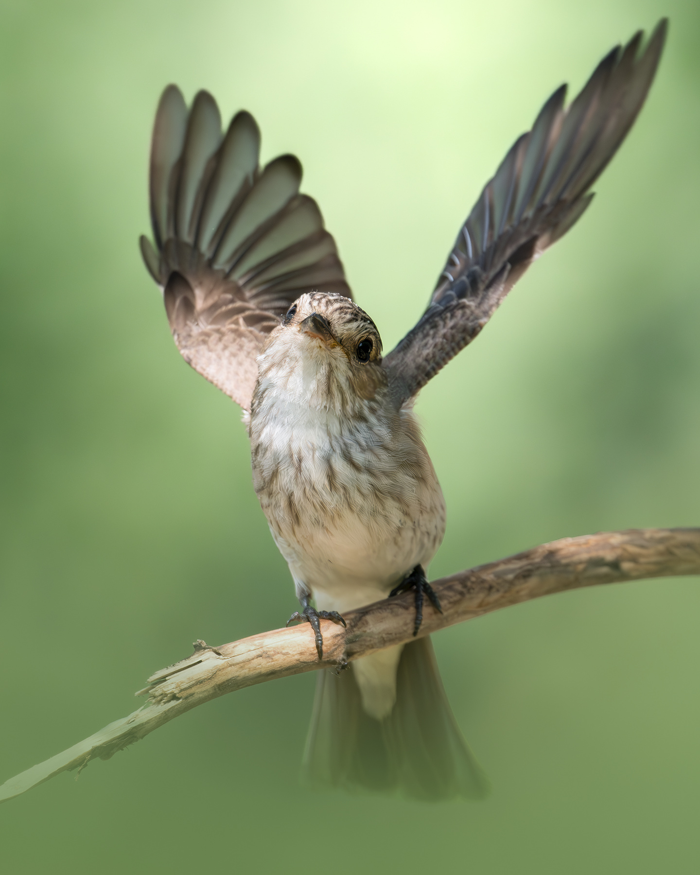Серая мухоловка (Muscicapa striata) 