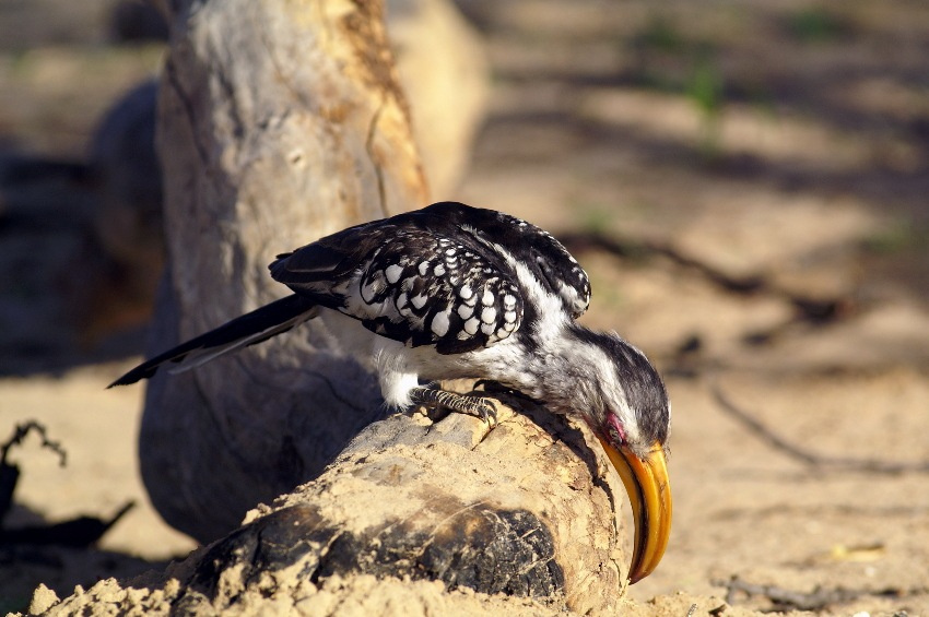 охотник Hunter Yellow Hornbill
