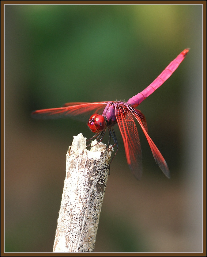 Trithemis aurora (Burmeister, 1839) Trithemis aurora (Burmeister, 1839)