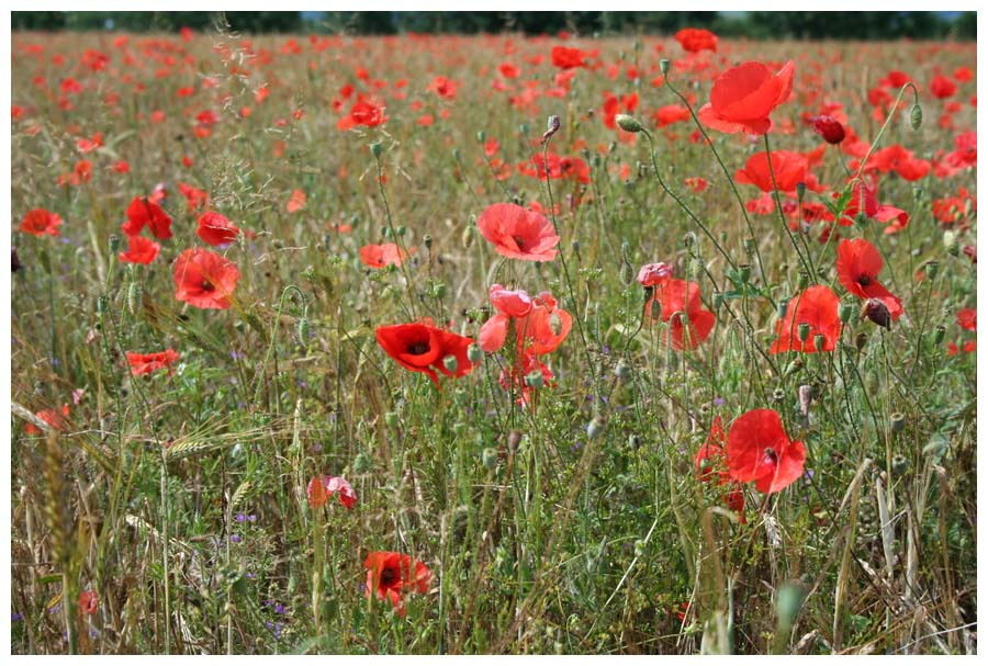 Coquelicots франция france юра jura мак-самосейка coquelicot