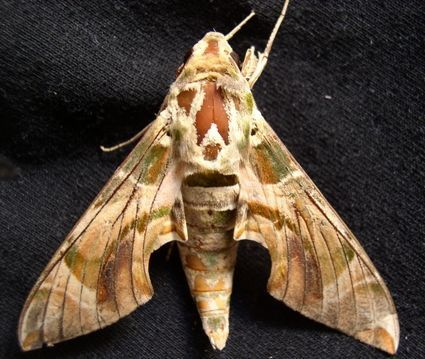 DAPHNIS NERII L Бабочка.