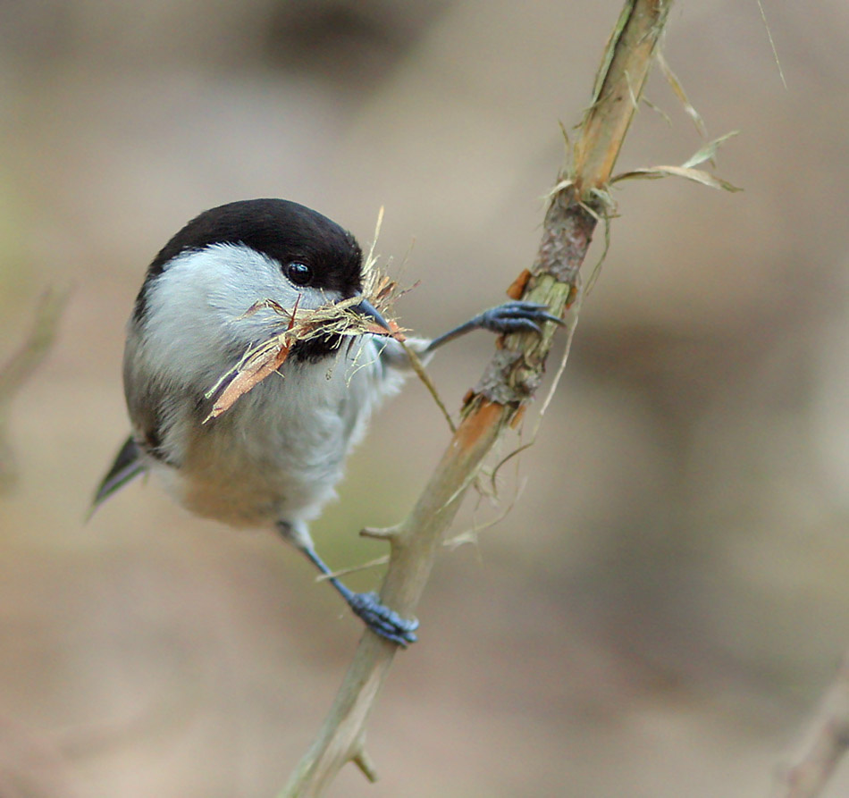 дерем лыко пухляк Parus montanus