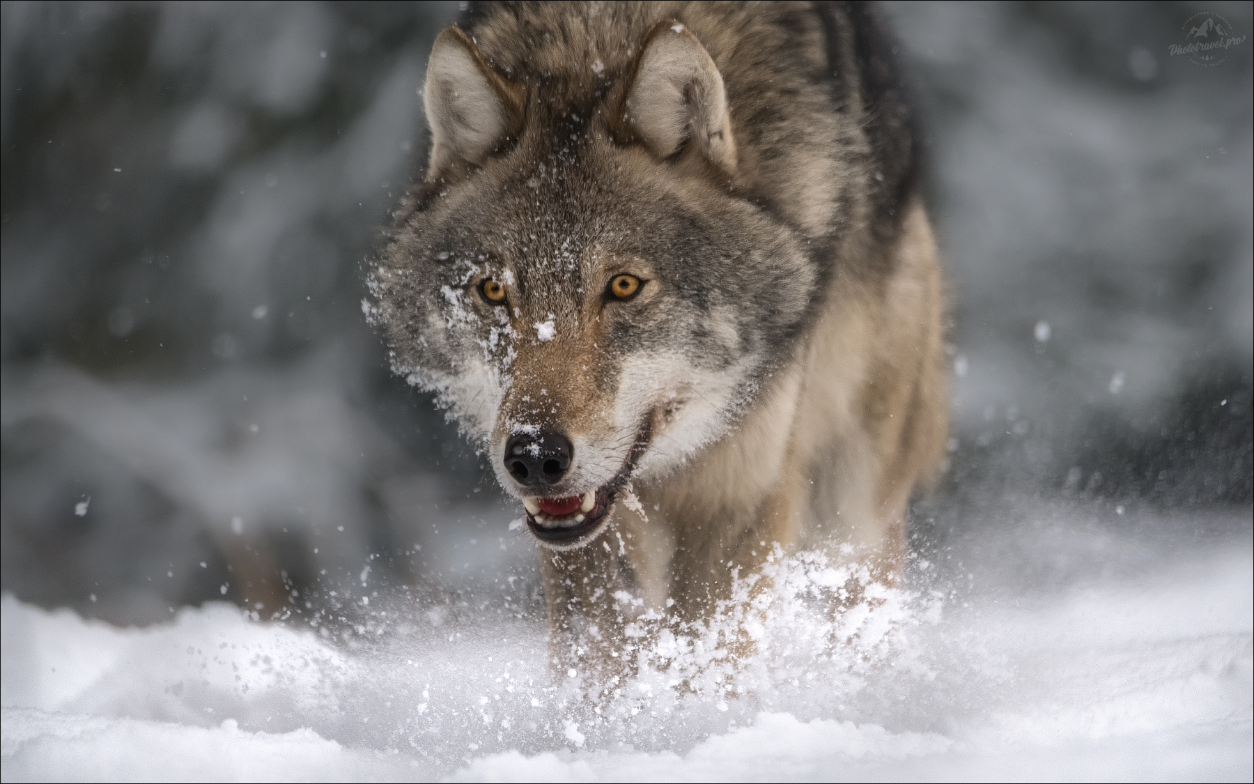 Волчок волк серый европейский фототур canis lupus красный бор заказник