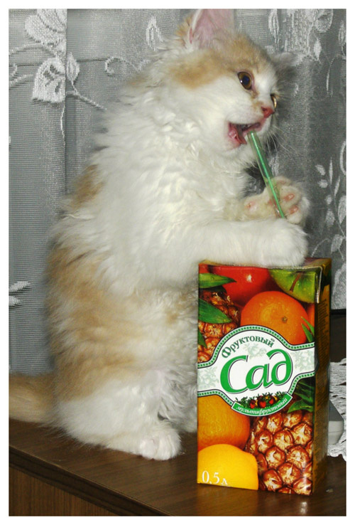 Имидж - ничто, жажда - всё! кот, юмор
