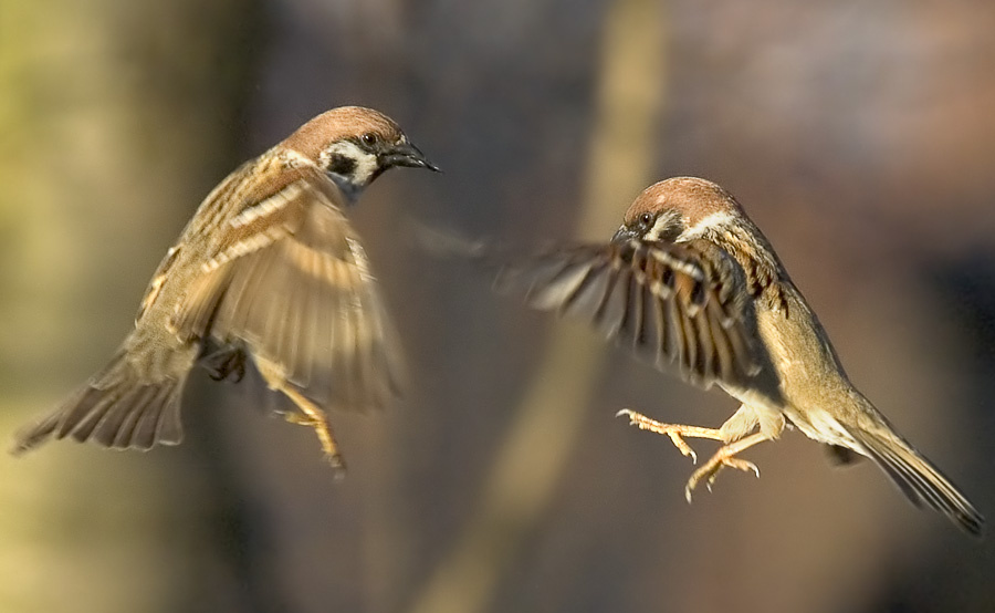 Матрица Полевой воробей, Tree Sparrow, Passer montanus, полет, матрица