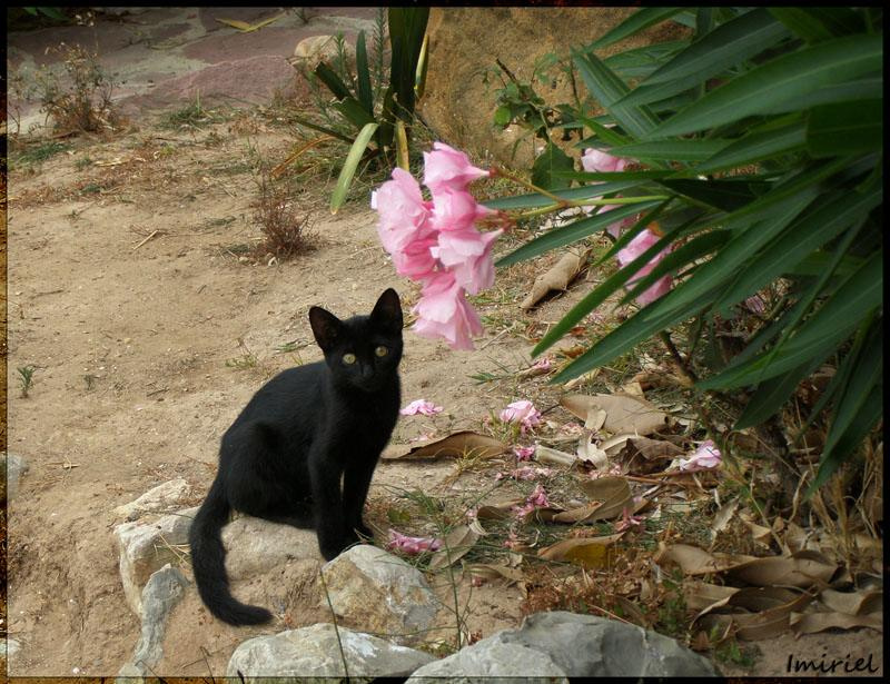 Gata кошка gata испания порт саплайя port saplaya valencia