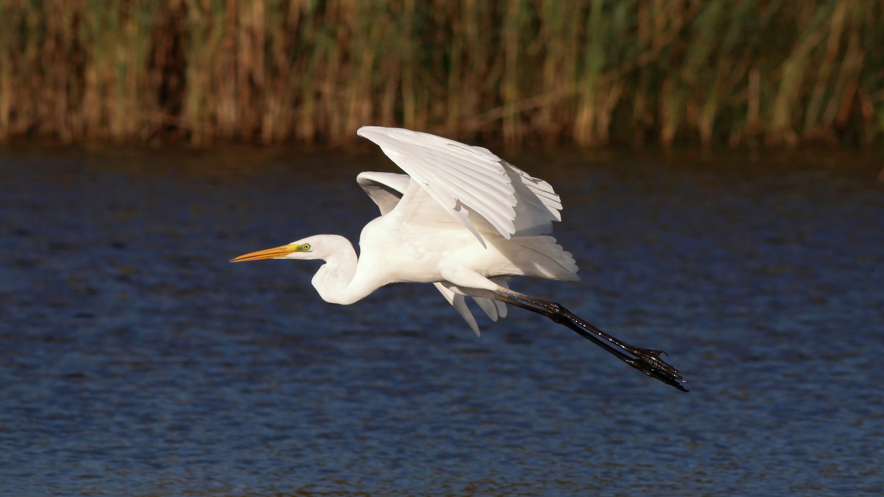 Большая белая цапля Большая белая цапля Ardea alba Great egret