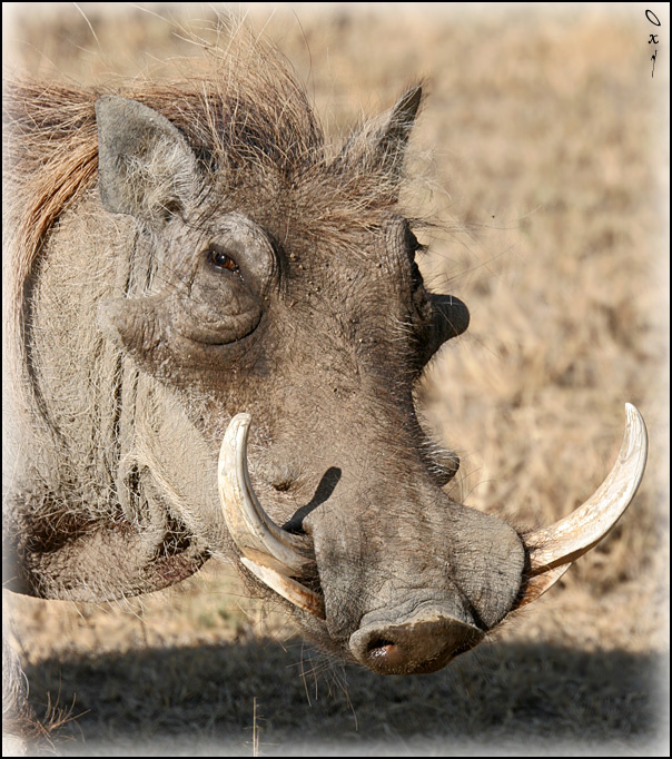 Добрый свин... бородавочник Phacochoerus aethiopicus озеро Накуру Кения Африка Lake Nakuru Kenya Africa