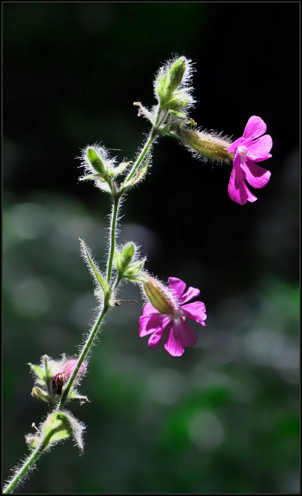 Дрёма двудомная (Melandrium dioicum) Дрёма двудомная Melandrium dioicum