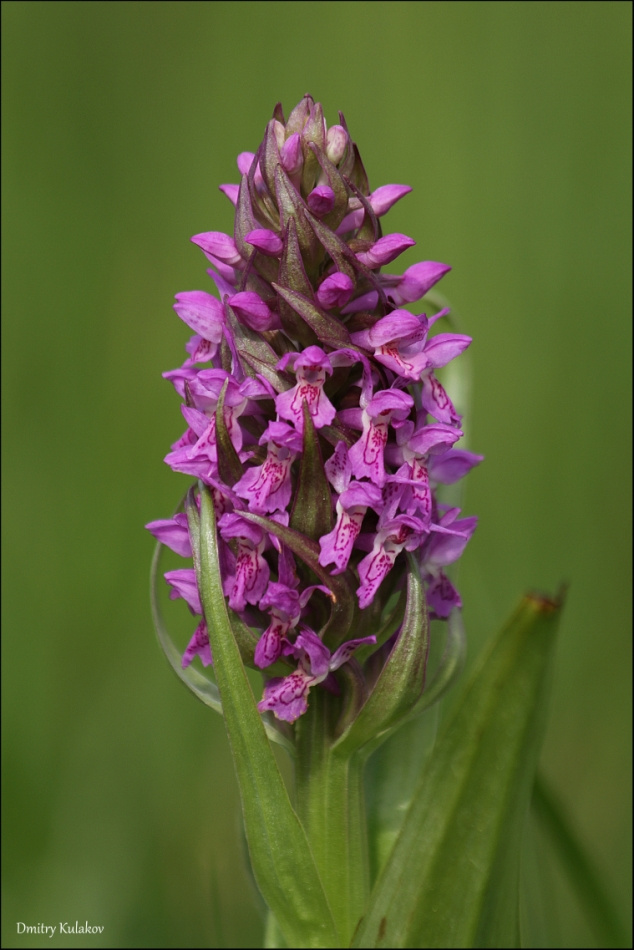Пальчатокоренник мясо-красный Пальчатокоренник мясо-красный Dactylorhiza incarnata